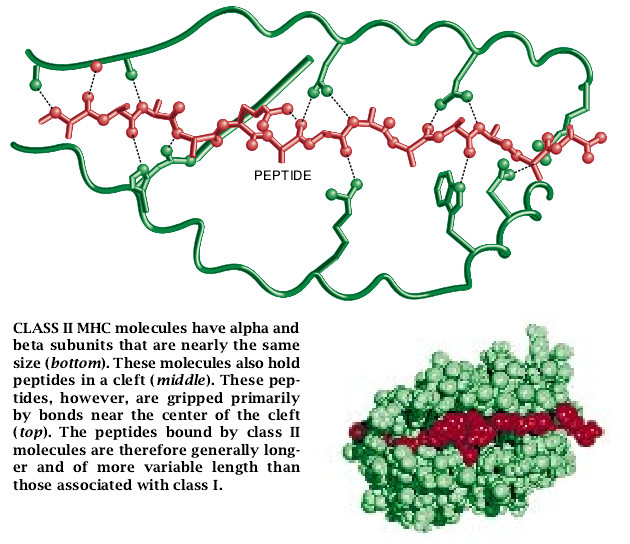 How Cells Process Antigens-06.jpg