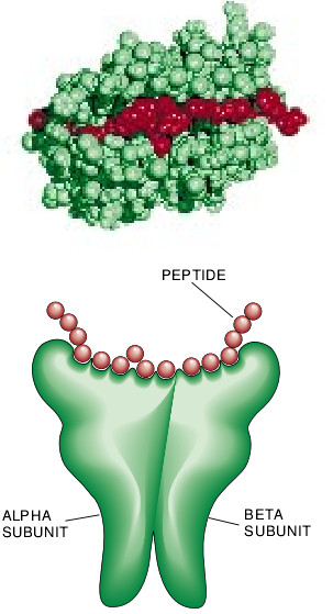How Cells Process Antigens-07.jpg
