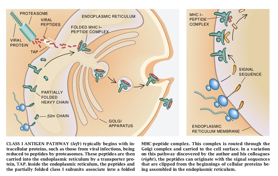 How Cells Process Antigens-08.jpg