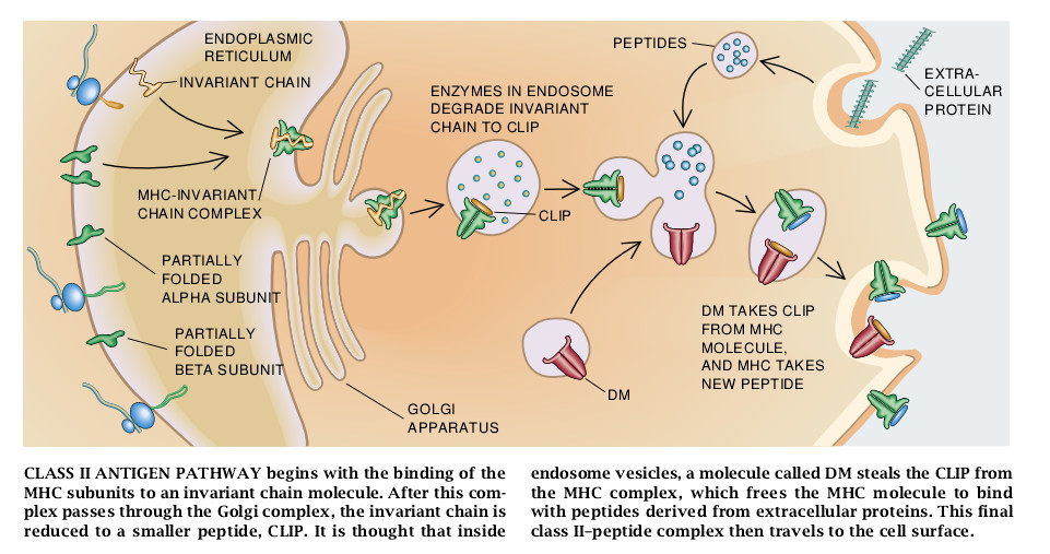 How Cells Process Antigens-09.jpg
