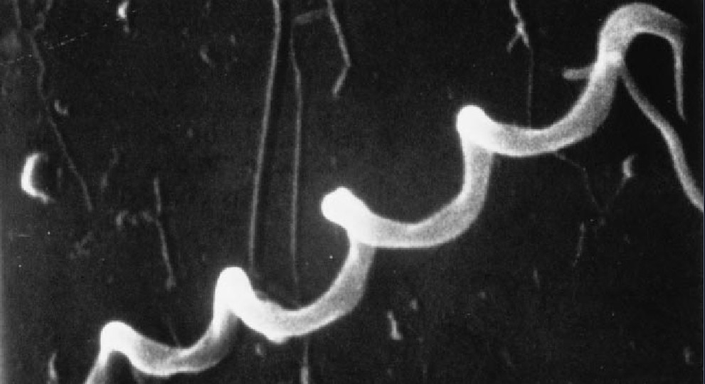Disarming Lyme Disease-01.jpg