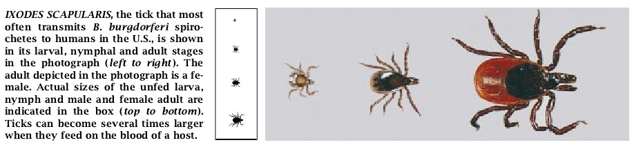 Disarming Lyme Disease-03.jpg