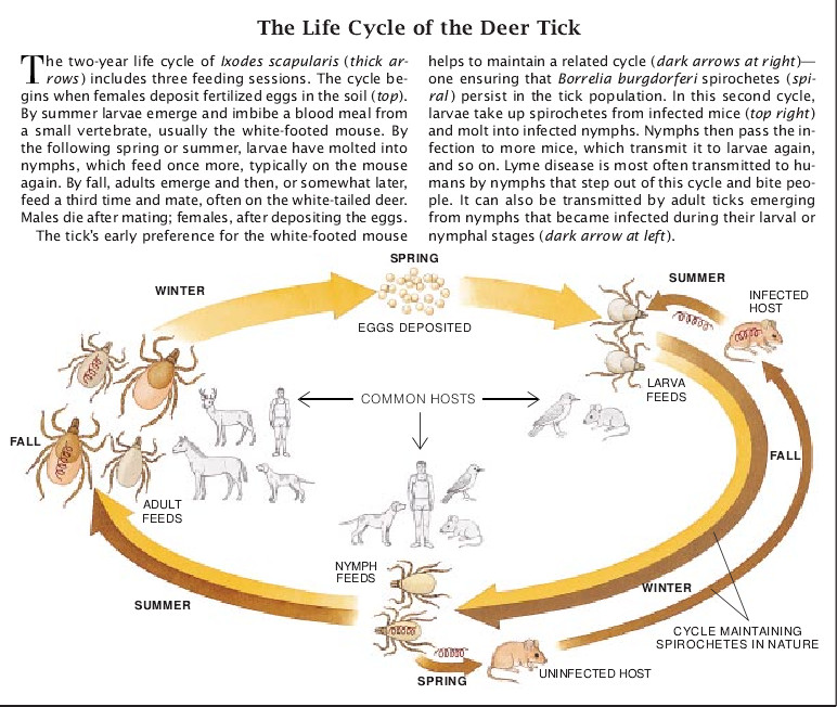 Disarming Lyme Disease-04.jpg