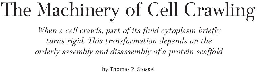 The Machinery of Cell Crawling.jpg