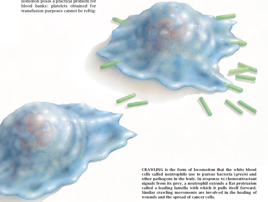 The Machinery of Cell Crawling-01.jpg
