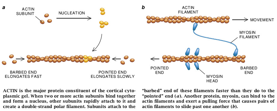 The Machinery of Cell Crawling-03.jpg