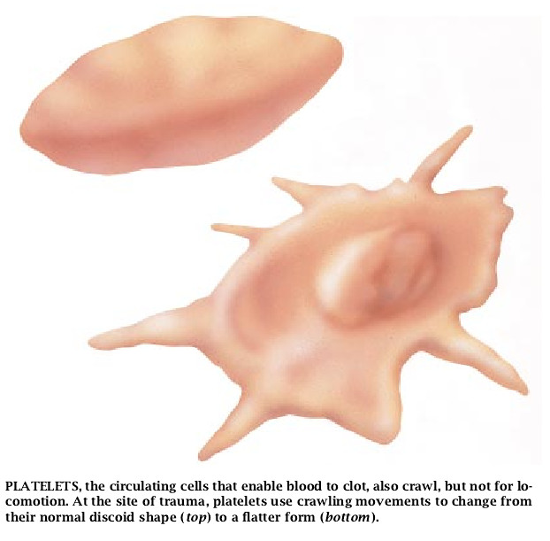 The Machinery of Cell Crawling-04.jpg