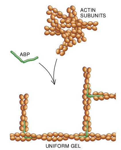 The Machinery of Cell Crawling-05.jpg