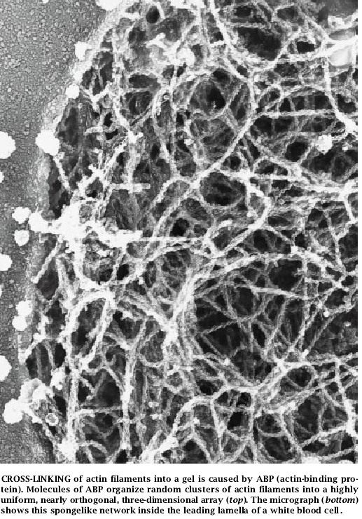 The Machinery of Cell Crawling-06.jpg