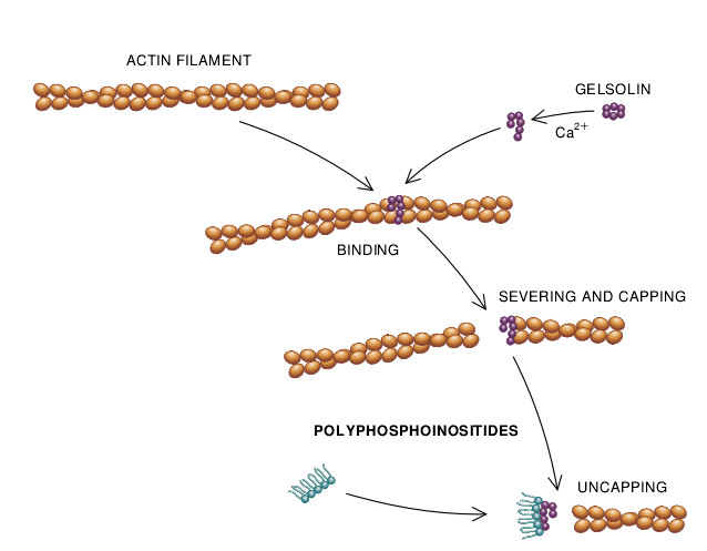 The Machinery of Cell Crawling-08.jpg