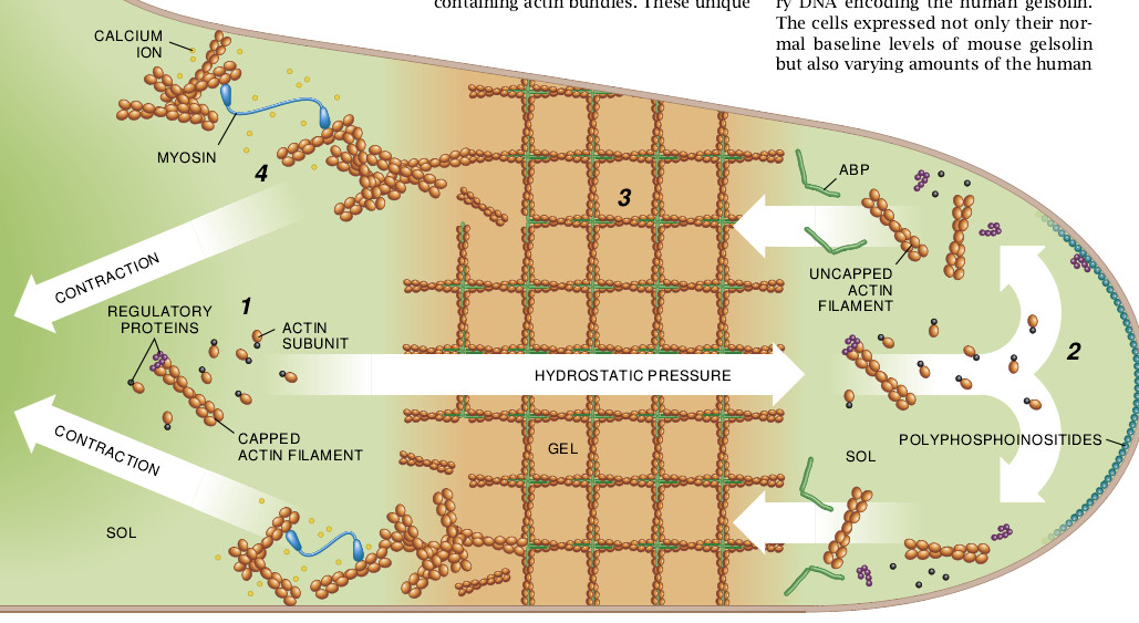 The Machinery of Cell Crawling-09.jpg