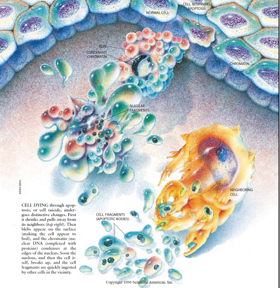 图片46.png