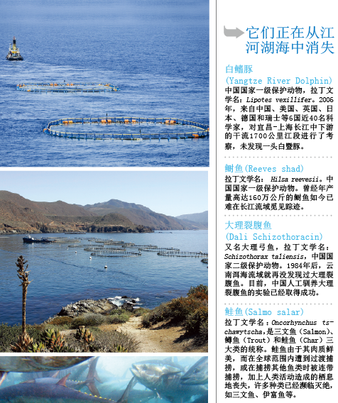 蓝鳍金枪鱼 (4).png