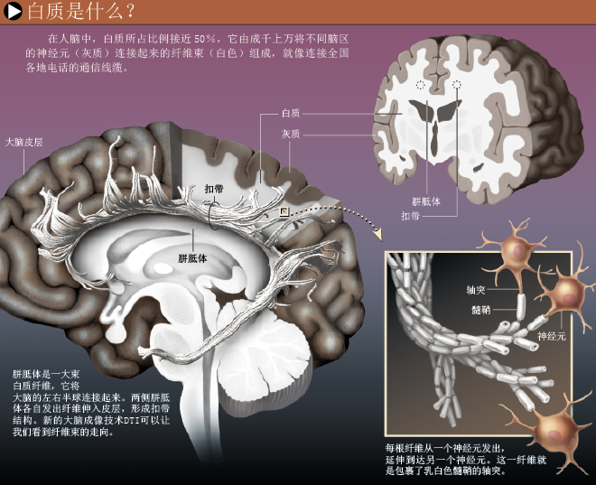 智力基石：大脑白质 (3).png