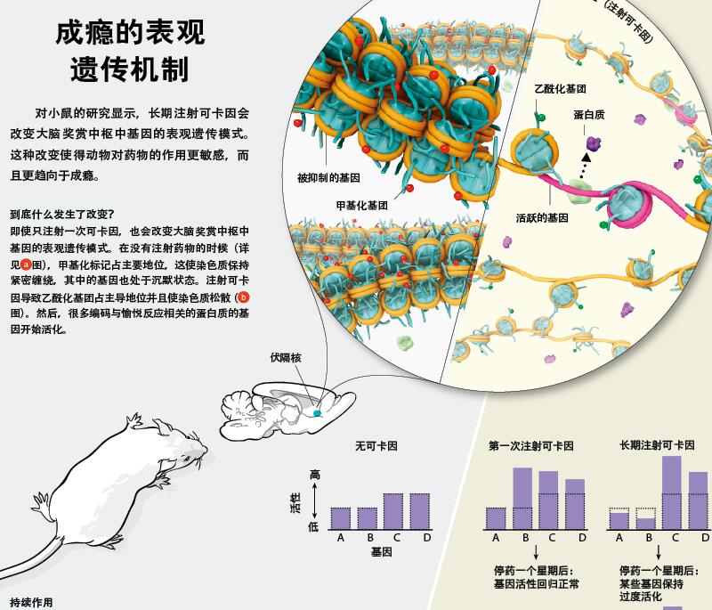 精神疾病的大脑开1.jpg