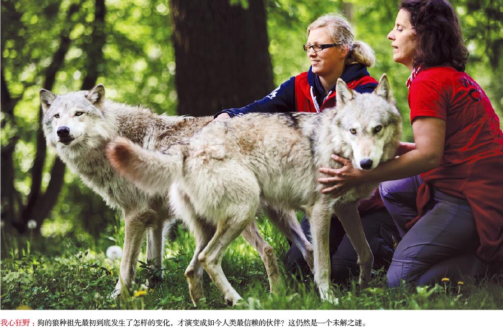 重写犬类驯化史.jpg