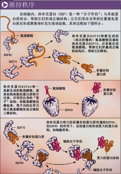 高温下的救命蛋白 (1).png