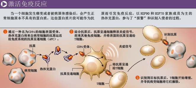 高温下的救命蛋白 (2).png