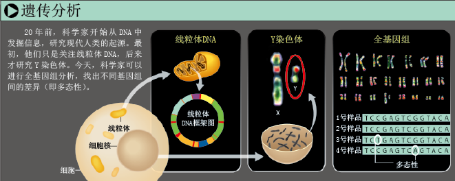 DNA记录人类迁徙路线 (2).png