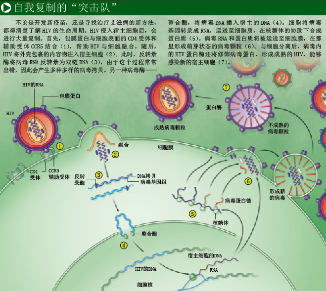 艾滋病疫苗曙光乍现 (1).png