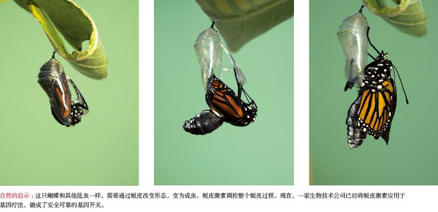 分子开关：驾驭基因疗法.jpg