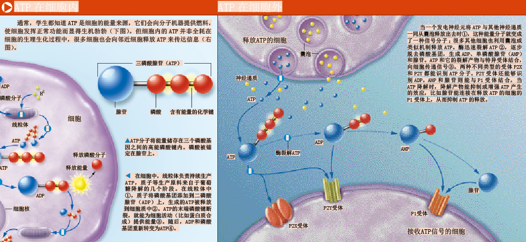 抗癌能量 (1).png