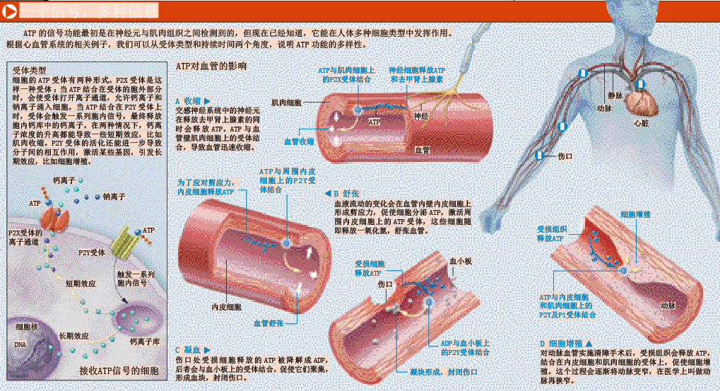 抗癌能量 (2).png