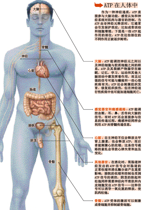 抗癌能量 (3).png
