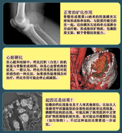纳米细菌传说的破灭 (1).png