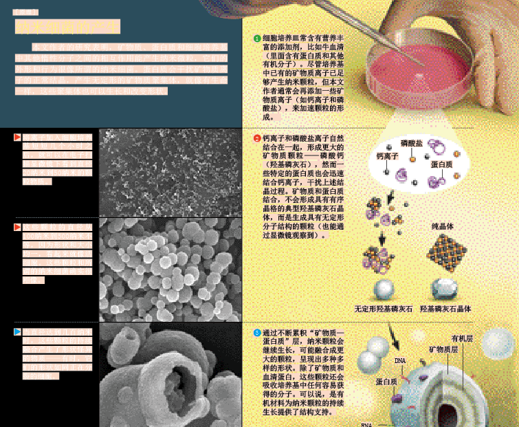 纳米细菌传说的破灭 (3).png
