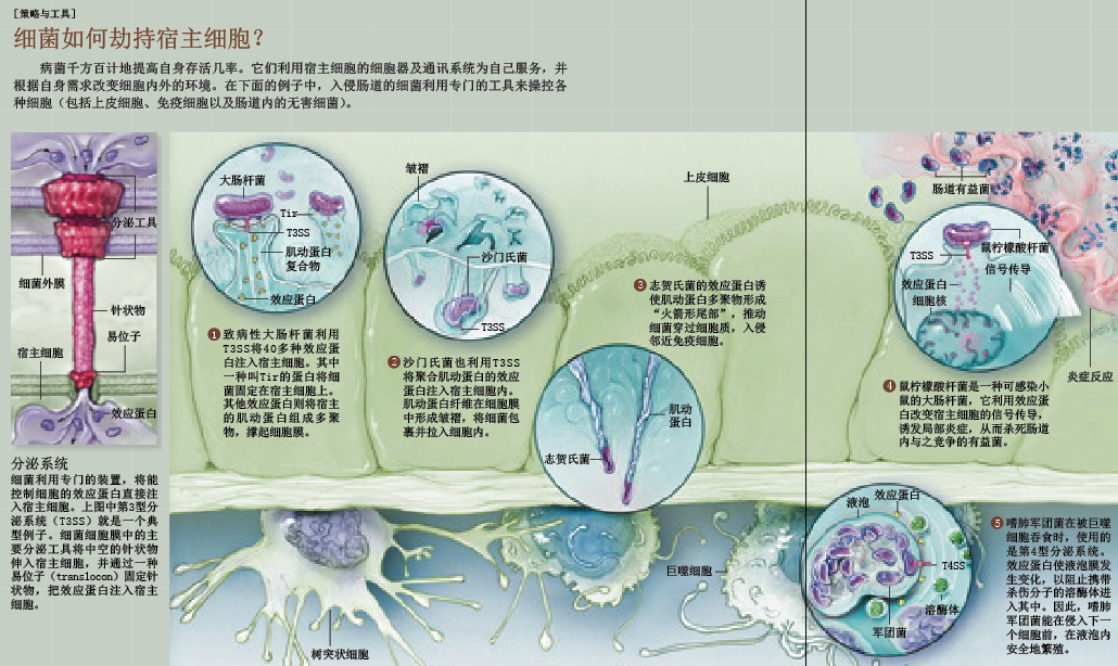 细菌的信息战 (1).png