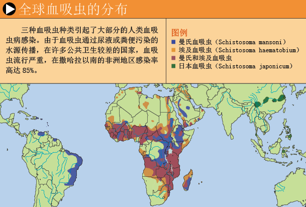 吸血虫疫苗 (2).png