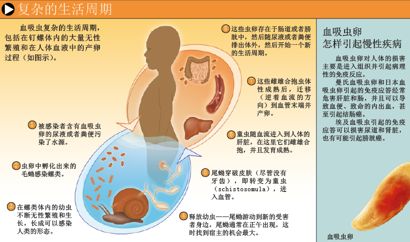 吸血虫疫苗 (3).png