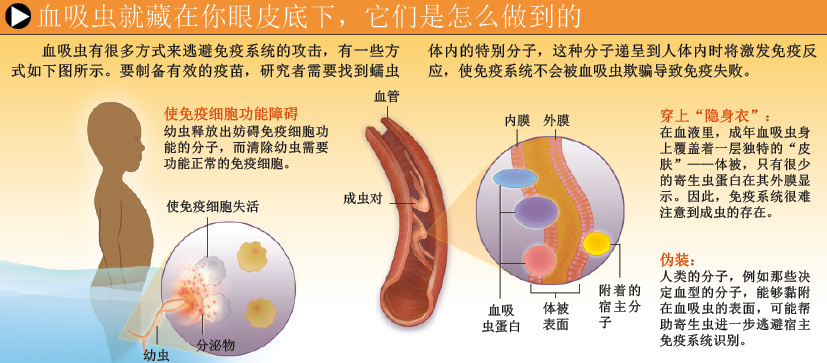 吸血虫疫苗 (4).png