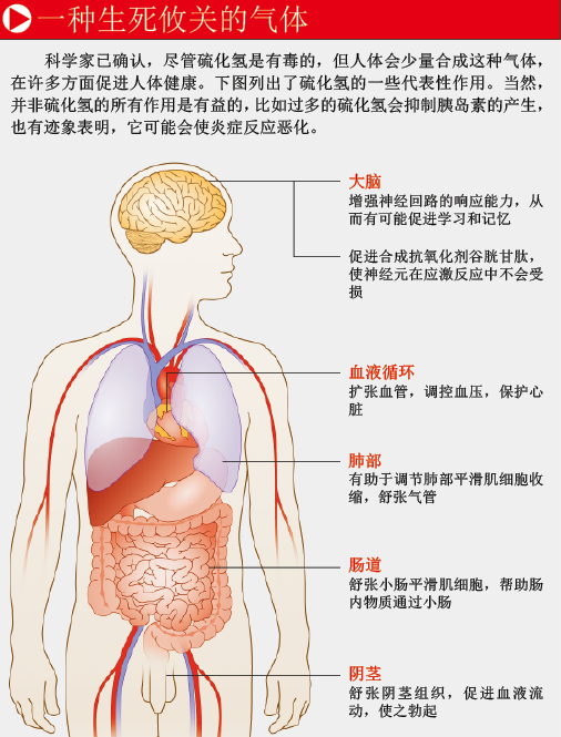 硫化氢：救命的毒气 (1).png