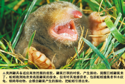 蚯蚓快跑 (2).png