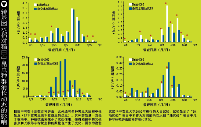 争议漩涡中的转基因水稻 (2).png