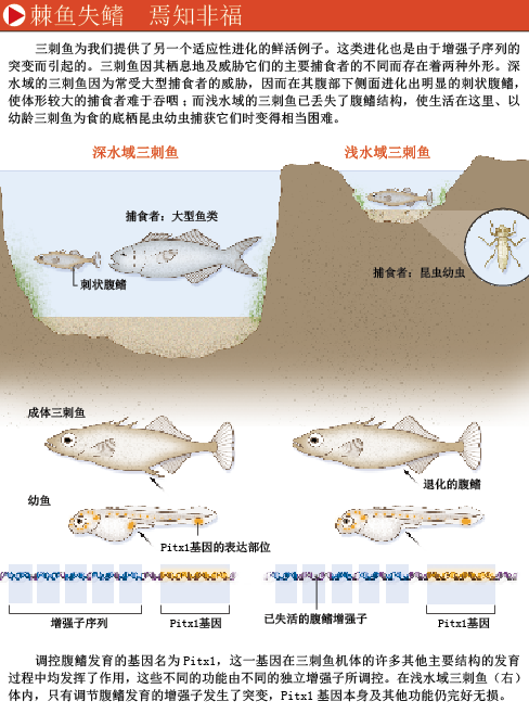 基因开关调控物种进化 (3).png