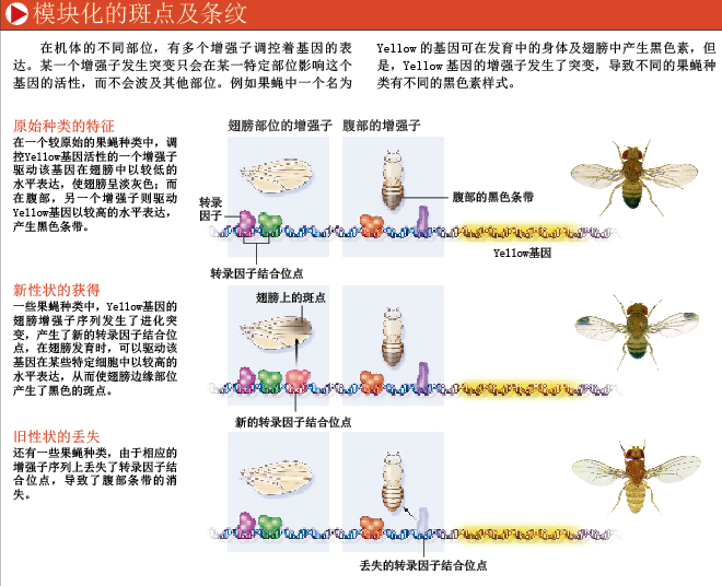 基因开关调控物种进化 (4).png