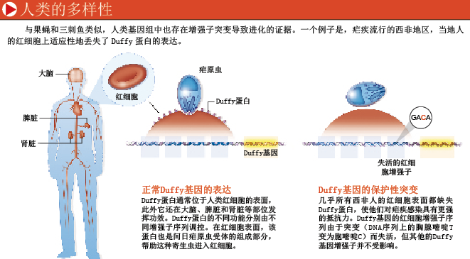 基因开关调控物种进化 (5).png