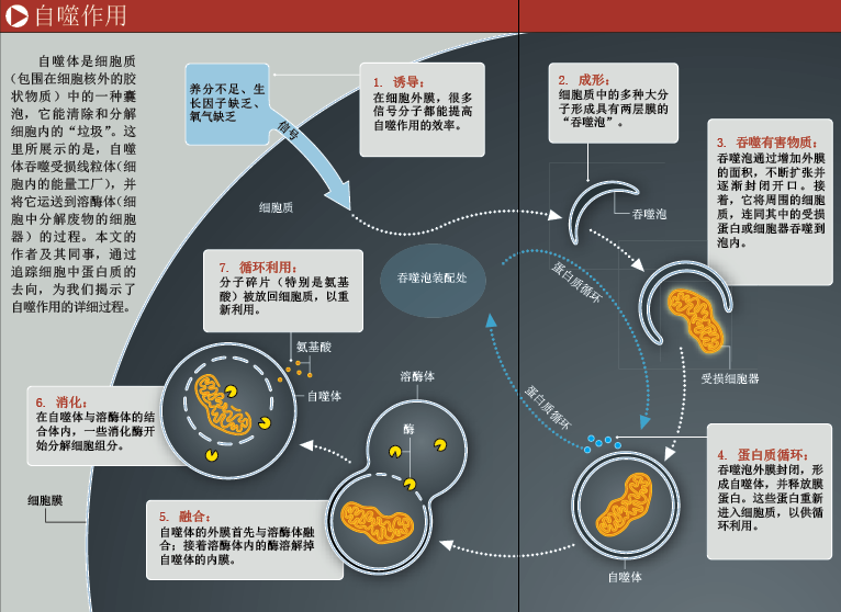 让病变细胞自杀 (2).png