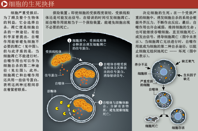 让病变细胞自杀 (3).png
