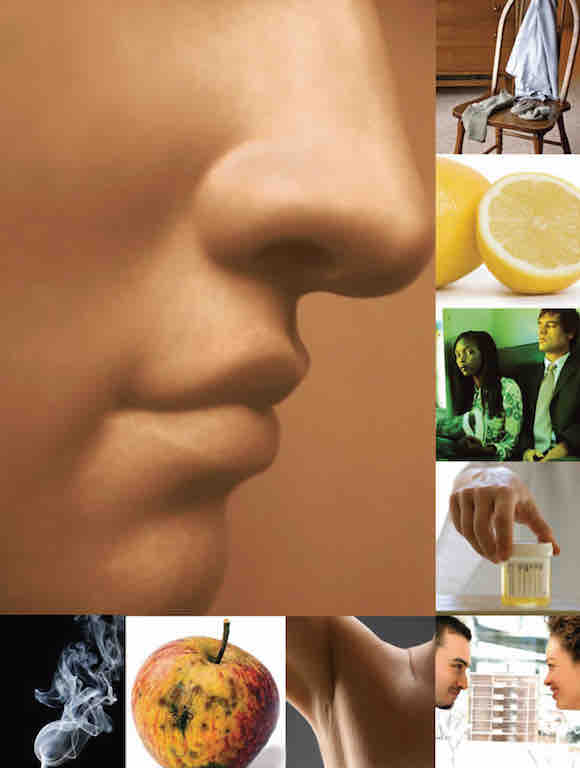 Scent-10.jpg