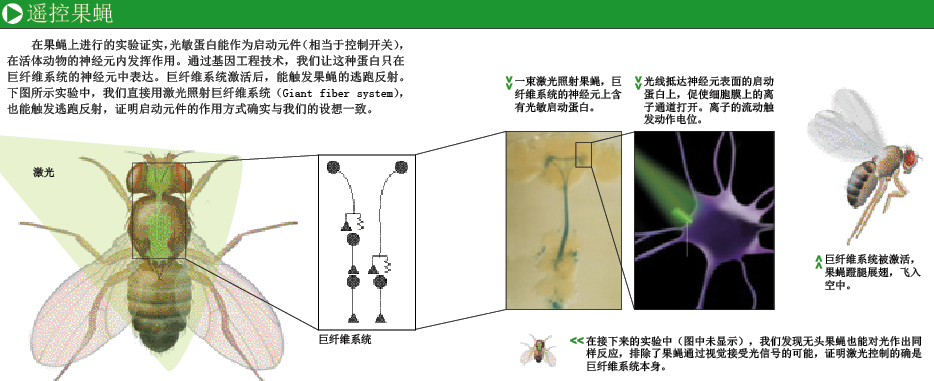 遥控大脑 (3).png