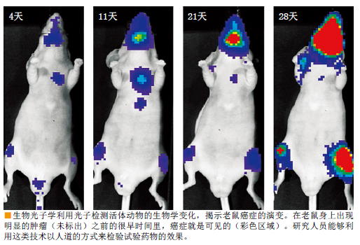 拯救兔子 动物替代渐行渐近 (5).png