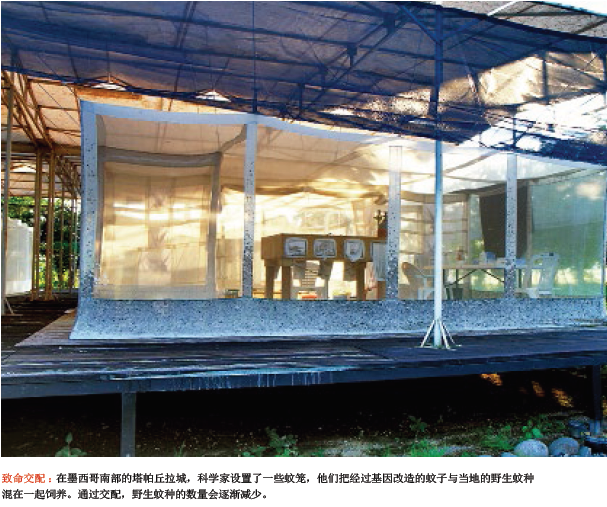 灭蚊“基因战”1.png