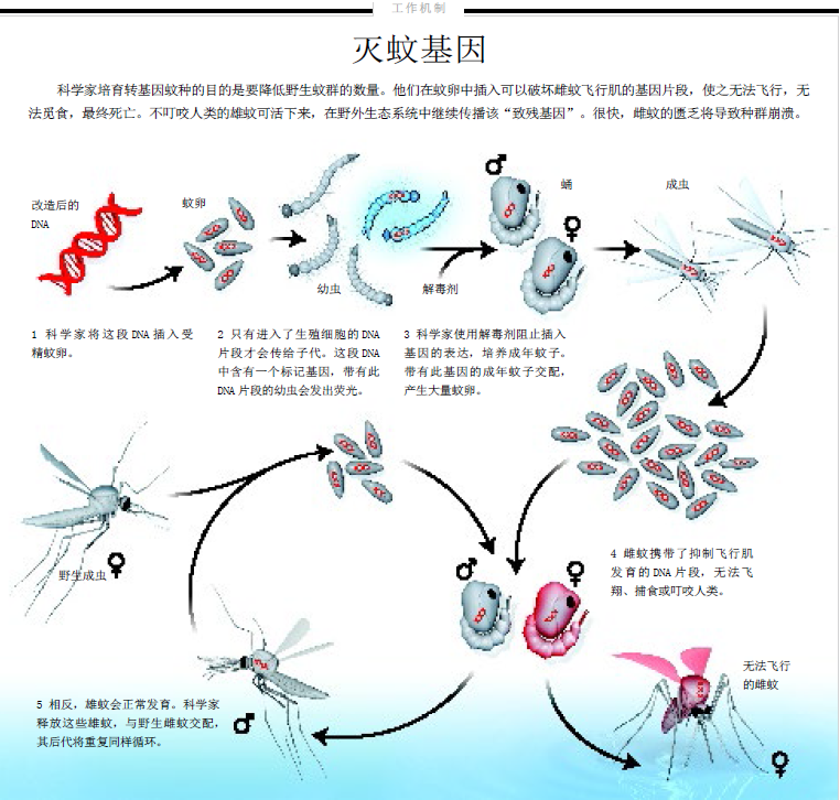 灭蚊“基因战”2.png