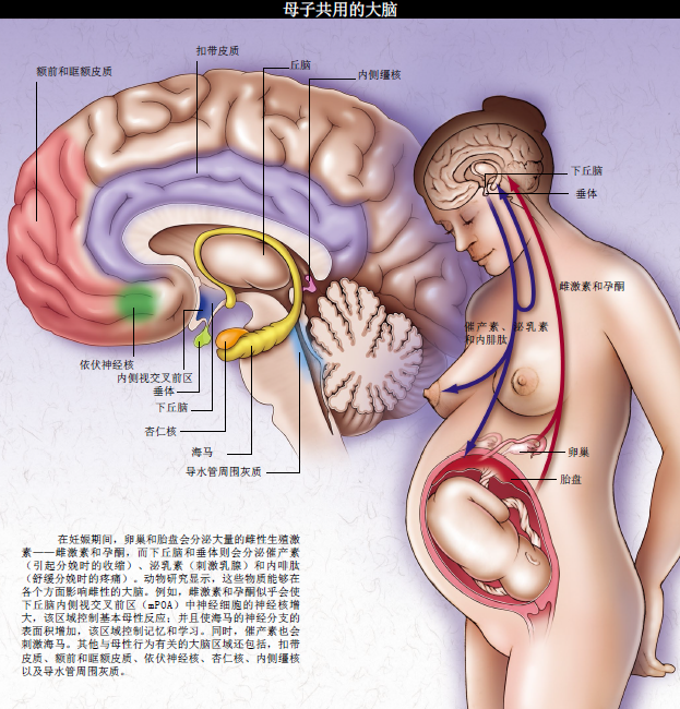 做母亲让女人更聪明 (1).png