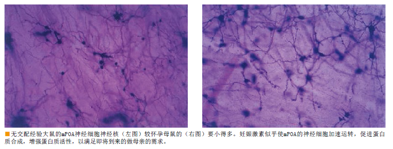 做母亲让女人更聪明 (3).png
