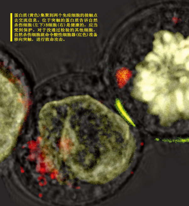 我们的免疫细胞在窃窃私语 (1).png